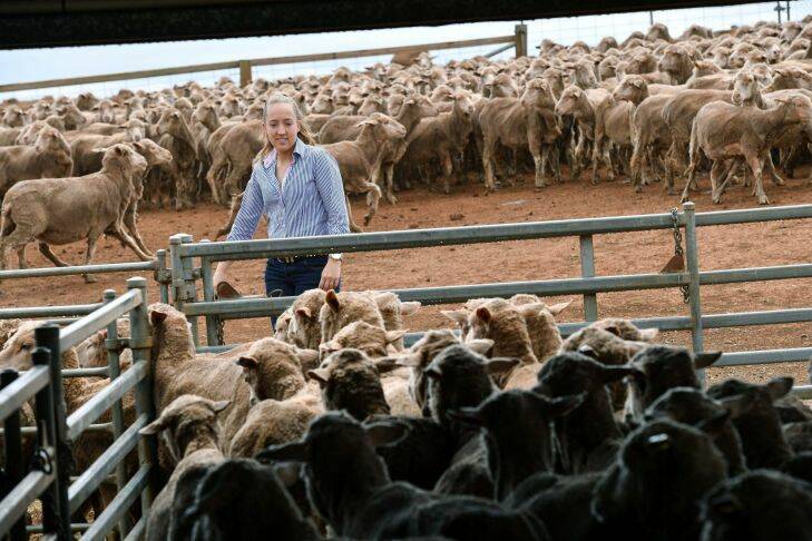 Katherine  Bain will run the family Merino sheep farm in Stockyard Hill near Ballarat. 20th December 2017. The Age Fairfaxmedia News Picture by JOE ARMAO