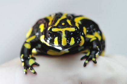 Another endangered frog - like the Baw Baw, the Southern Corroboree Frog is fast disappearing. Photo: Wayne Taylor