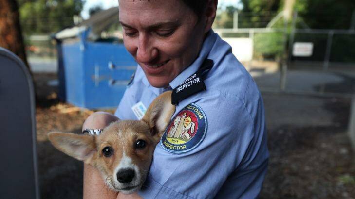 One of the dogs rescued from the puppy farm with RSPCA Victoria Inspectorate Manager Allie Jalbert