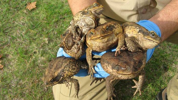 It was once thought the brain of a cane toad remained warm enough to feel pain while the rest of their body froze. Photo: Parks and Wildlife 
