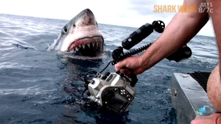 Close encounter: Dave Riggs found himself within inches  of a great white shark. Photo: Screen grab: Shark Week, Discovery channel