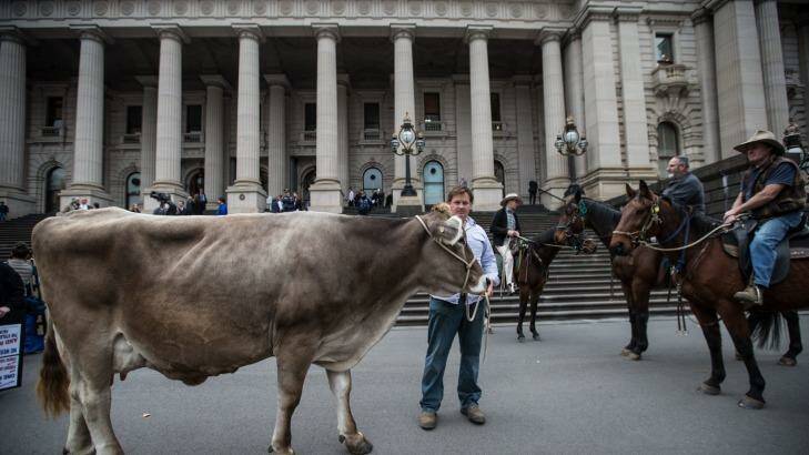 A dairy cow featured in the farmer rally outside State Parliament this week. Photo: JasonSouth