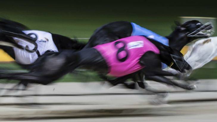 A trainer who allegedly used a 6000-volt prod on a greyhound will not be charged. Photo: Brook Mitchell