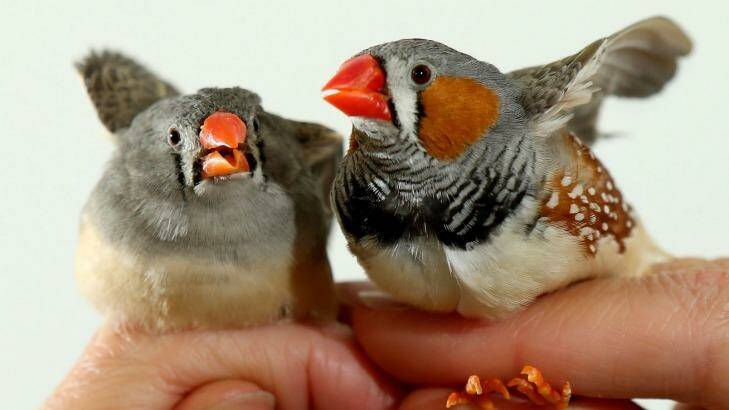Zebra finches are hardy birds but a warming climate will affect even them. Photo: Pat Scala