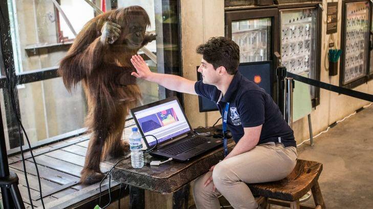 Researchers are developing software to keep Melbourne Zoo's orang-utans mentally engaged and challenged.  Photo: Jason South