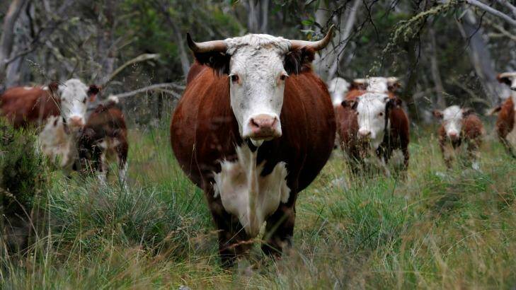 Controversial: Cattle grazing in the Alpine National Park. Photo: Justin McManus