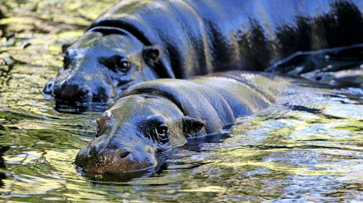 Felix and Petre, Pygmy hippopotami, at the Melbourne Zoo.  Photo: Angela Wylie