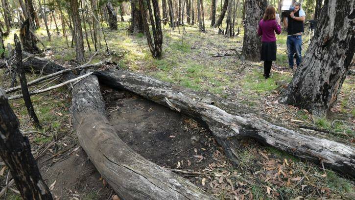 Bushwalkers found a badly decomposed body between these two logs about 12.30pm on Monday. Photo: Justin McManus