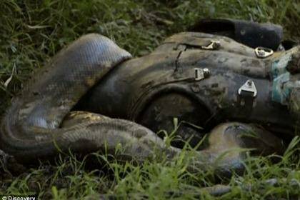 STUNT: Paul Rosoli chickened out of being eaten by an anaconda.  Photo: Screengrab