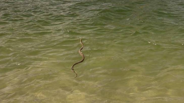 The brown snake in the water at Forster.  Photo: Edweena Singh