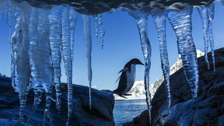 Warming up: possible record temperatures recorded on the Antarctic Peninsula. Photo: Newscom