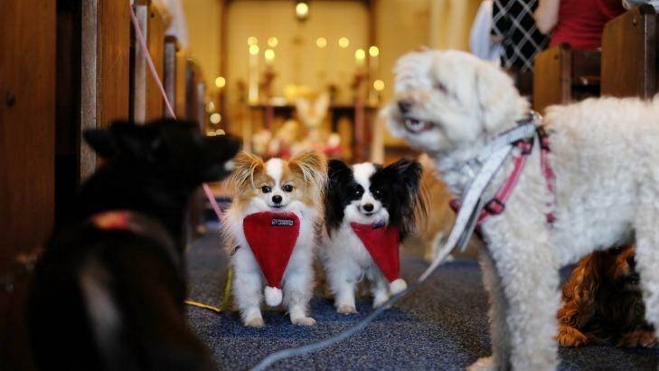 Fur the love of God: All creatures were welcome at the Christmas Day service at the St James the Great church in St Kilda.  Photo: Eddie Jim
