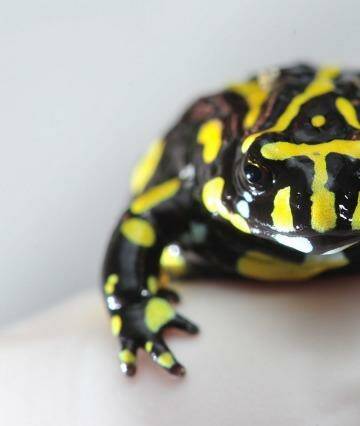 Another endangered frog - like the Baw Baw, the Southern Corroboree Frog is fast disappearing. Photo: Wayne Taylor