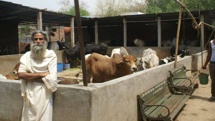 Radha Kant Vats at his cow shelter in New Delhi.  Photo: Amrit Dhillon