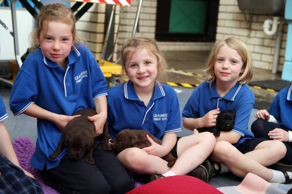 Six-year-olds Lexie Twitt (left),  Maisie Henderson and Jenna Umney from Grasmere Primary School get up close and cuddly with some puppies.  Picture: LEANNE PICKETT