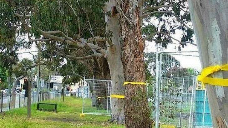  229 trees next to the Beaumaris high school are to be removed. Photo: Supplied