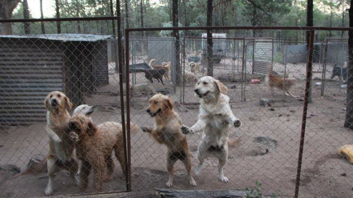 Dogs at a puppy farm in northern NSW. Photo: Oscars Law