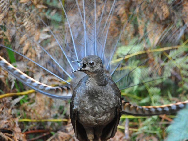 The superb lyrebird can move more soil than any other land animal globally, new research shows.