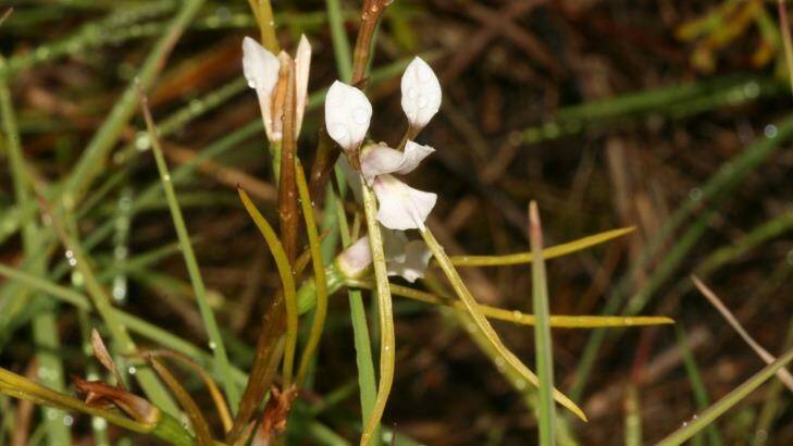 Sunshine diuris is endemic to Victoria. Photo: Mark Clements
