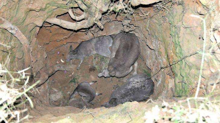 Four kangaroos had to be rescued after they were trapped down a mine shaft in Trentham. Photo: Facebook