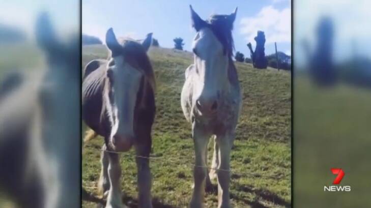 Two clydesdales were put down on Tuesday. Photo: Channel 7