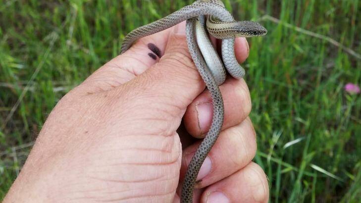The striped legless lizard is one of 20 threatened species that calls Melbourne home. Photo: Mark Clements