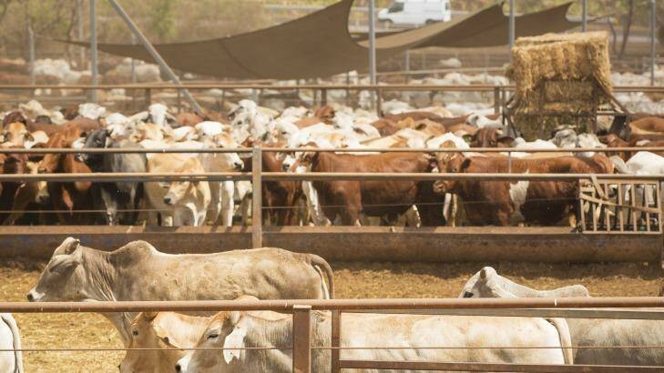The Hancock joint venture's bid for the cattle empire still needs approval from Australian and Chinese authorities. Photo: Glenn Campbell