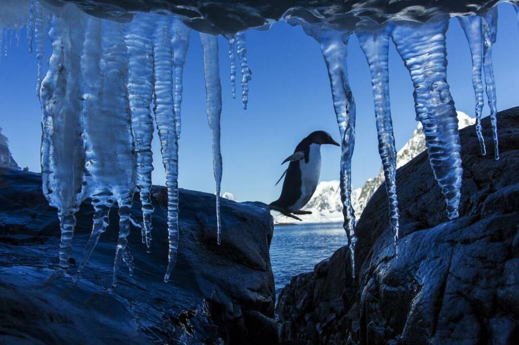 Warming up: possible record temperatures recorded on the Antarctic Peninsula. Photo: Newscom