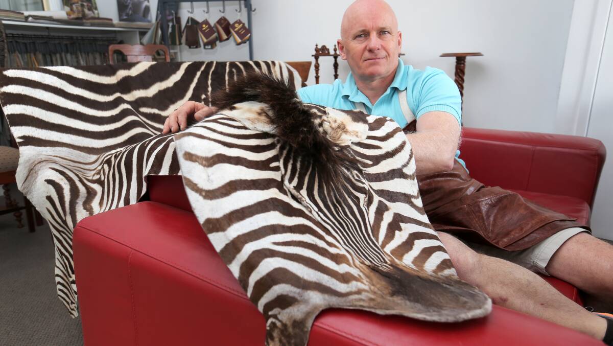 Local upholsterer Peter Hulin with one of two zebra hides a client wants used to cover furniture. 