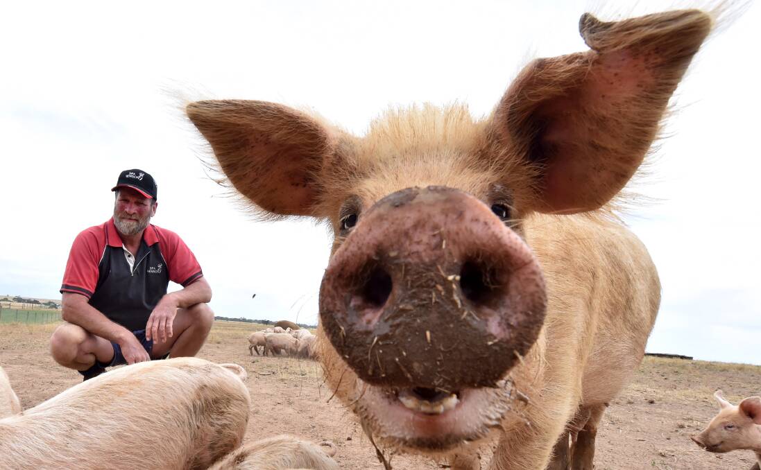 Free range: Evansford farmer Chris Peel with some of the pigs on his farm. PICTURES: JEREMY BANNISTER
