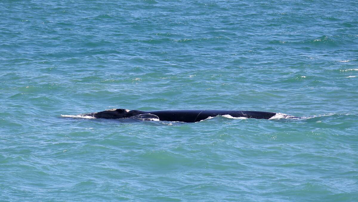 A southern right whale has brought its new calf to Logans Beach.