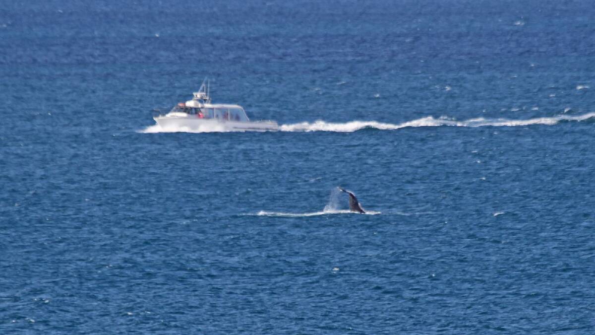 This humpback whale entertained onlookers in Portland Bay on Wednesday. Picture: BOB McPHERSON
