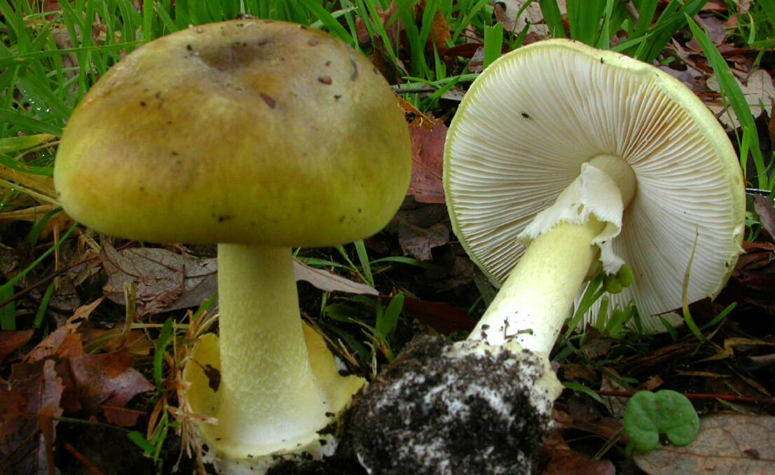 Victorians have been warned to be on the lookout for poisonous varieties of mushrooms, such as the Death Cap.