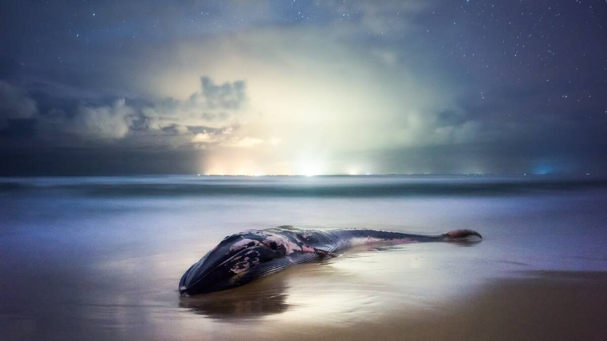 Warrnambool photographer Aaron Toulmin turned the sad sight of a dead fin whale washed up near Warrnambool's Levy's Point Beach  into a beautiful image. Picture: AARON TOULMIN