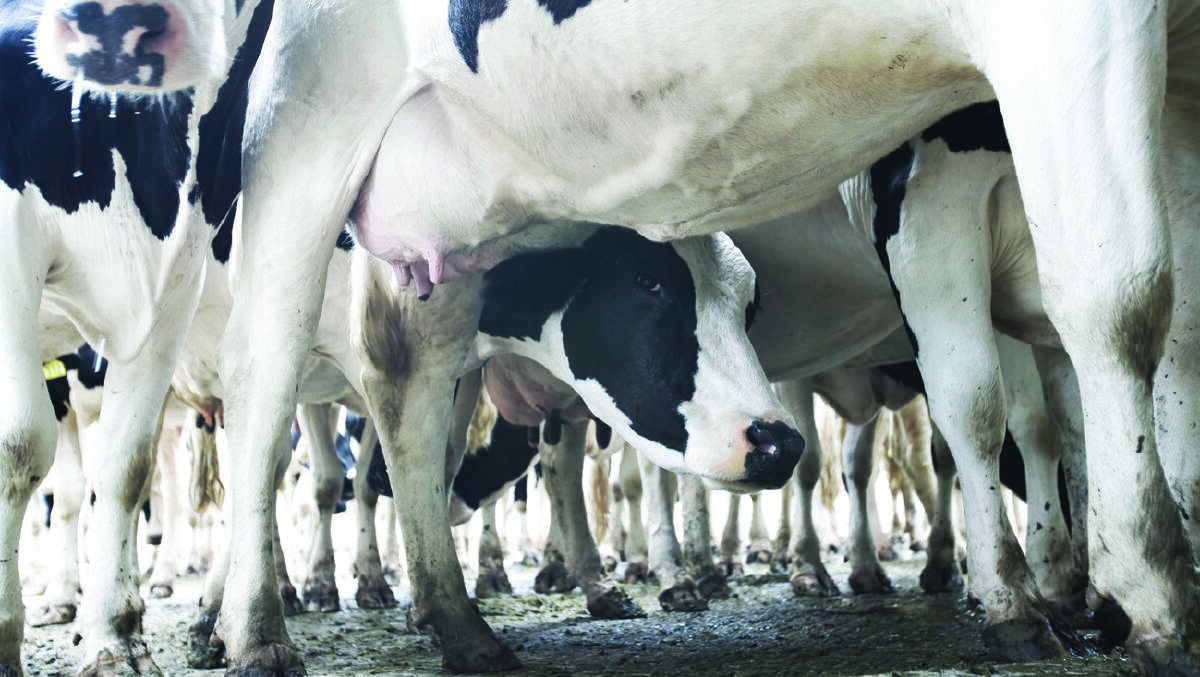 Murray Goulburn has increased its farm gate milk price for the fifth time this season. Picture: FAIRFAX.