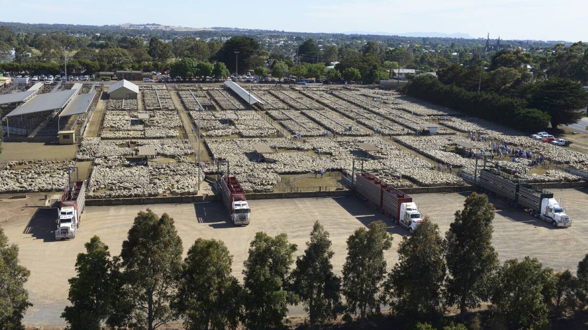  Southern Grampians Shire Council has boasted its Hamilton saleyards services the south-west as far as Warrnambool and Mortlake. A claim that hasn't detered Moyne Shire from it's saleyard plans. Picture; STEVE HYNES 