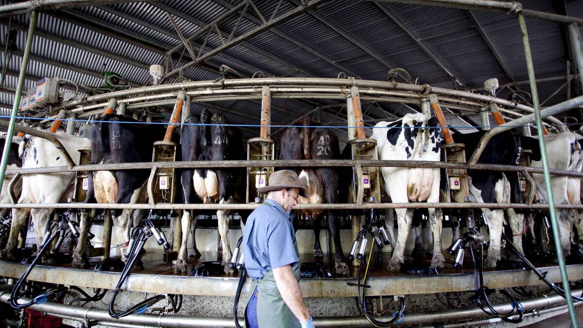 A new consortium, which includes Chinese investors, wants to become a major player in the south-west dairy industry. Picture: FILE