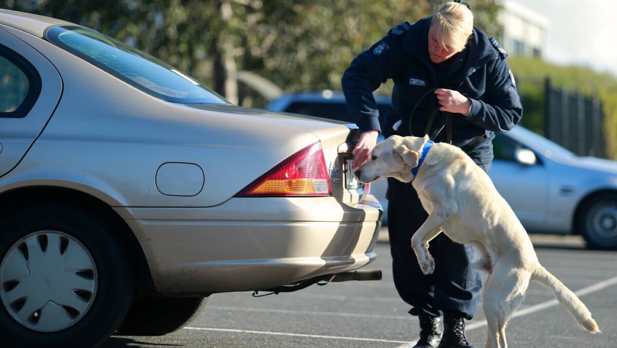 Leading Senior Constable Kathy Koop puts drug-detection dog Quantum to work. Photo: EDDIE JIM 
