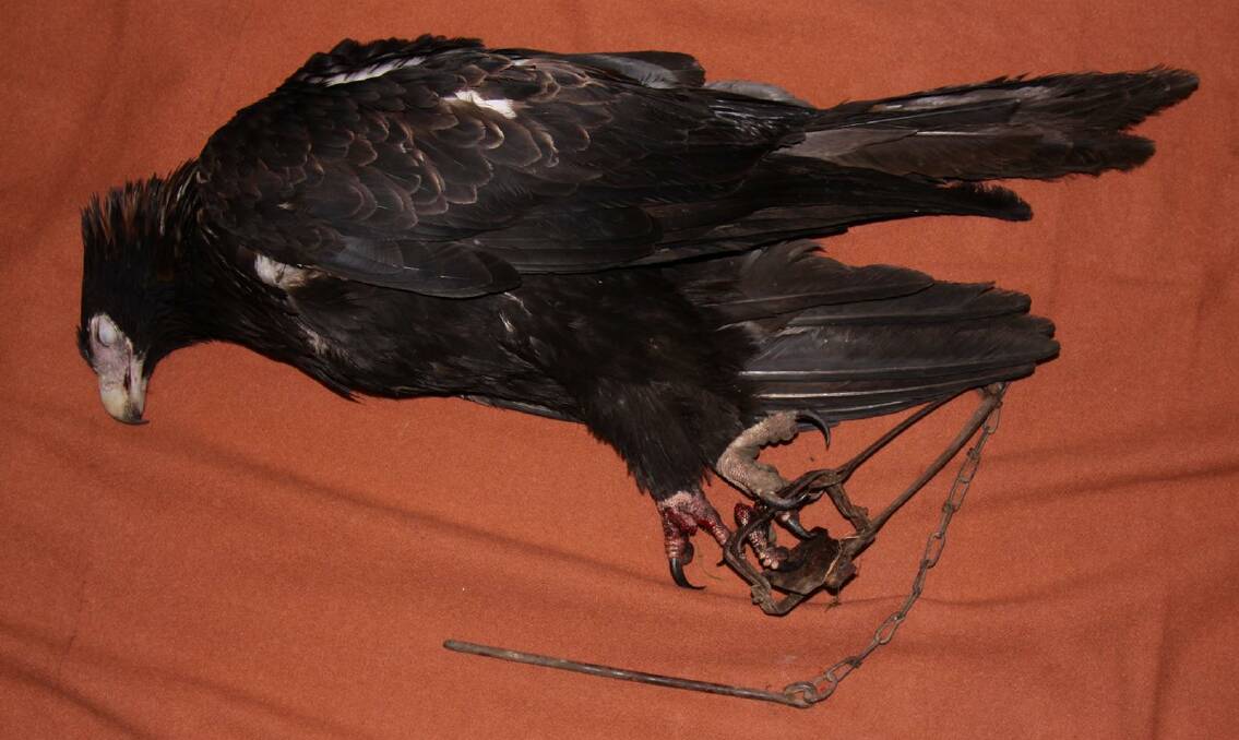 The wedge-tailed eagle that had to be euthanised after being found caught in a rabbit trap.