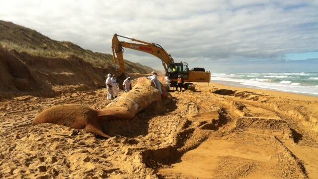 DEPI and Museum Victoria Staff work on the deceased fin whale which washed up at Levy's Beach last week. Picture: SUPPLIED
