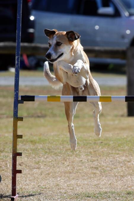 Gary Stockman's , from Melbourne, dog Tai in the masters jumps class. 