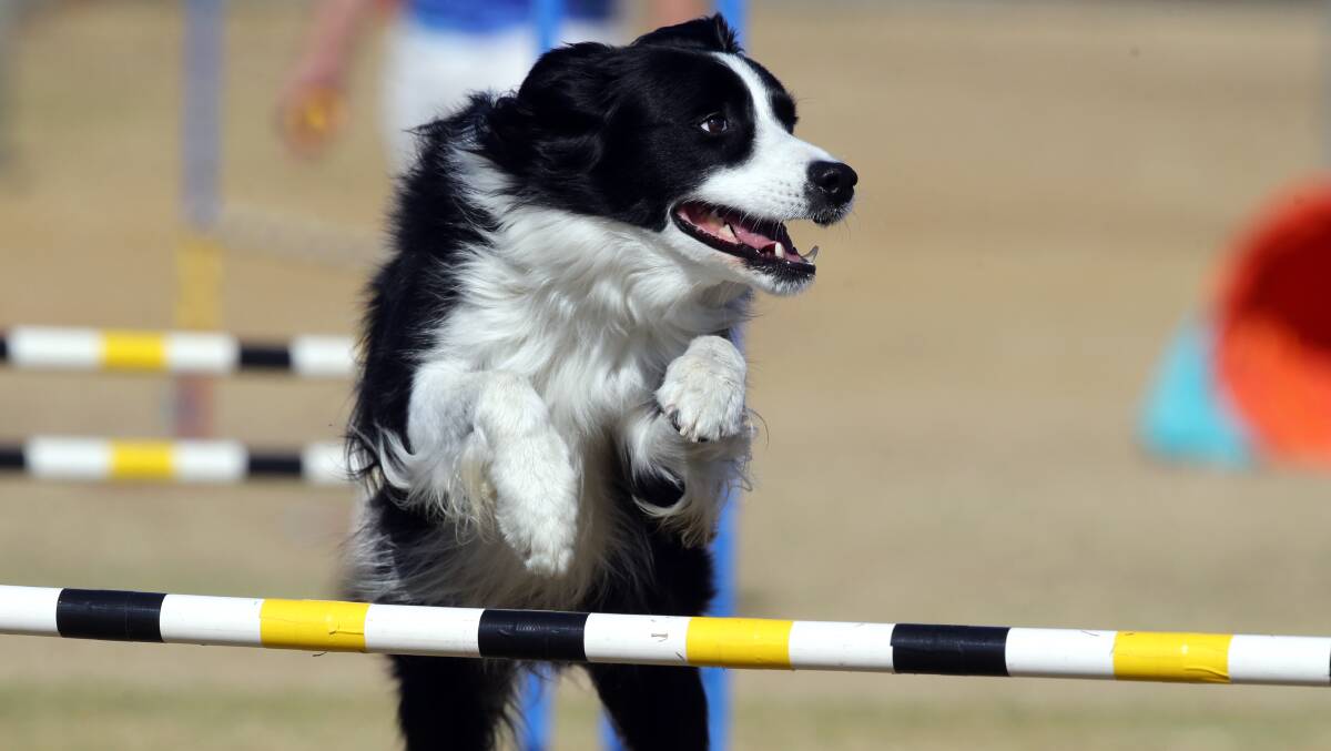 Heather Donaldson's, from Croydon Dog Club, dog Ricky pictured competing in Master jumps class.