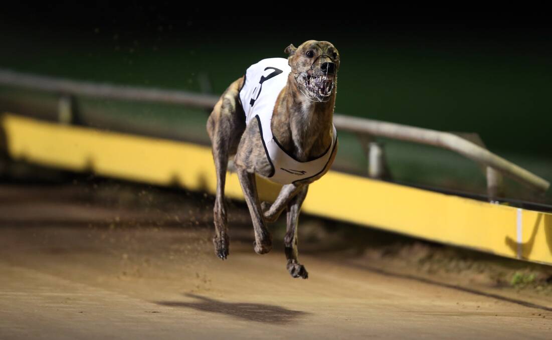 Dream It, trained by Brooke Ennis from Lara, charges to victory in the  Macey’s Bistro Warrnambool Classic semi-final on Wednesday night. 