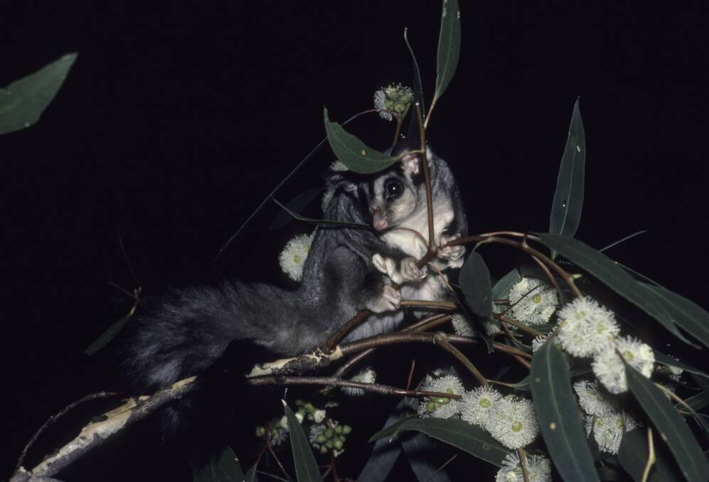 Caught on camera: an endangered squirrel glider spotted in the Grampians.
