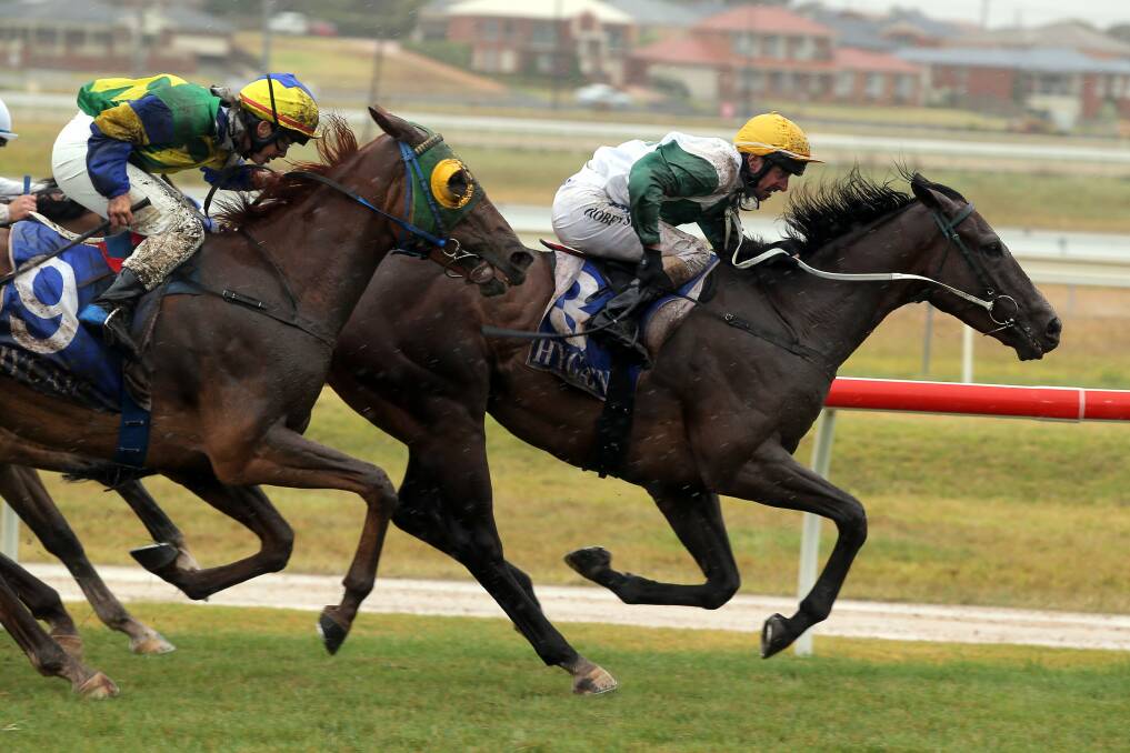 Me Hungi in winning form on the Warrnambool track in 2013, ridden by Craig Robertson. 130131DW15 Picture: DAMIAN WHITE