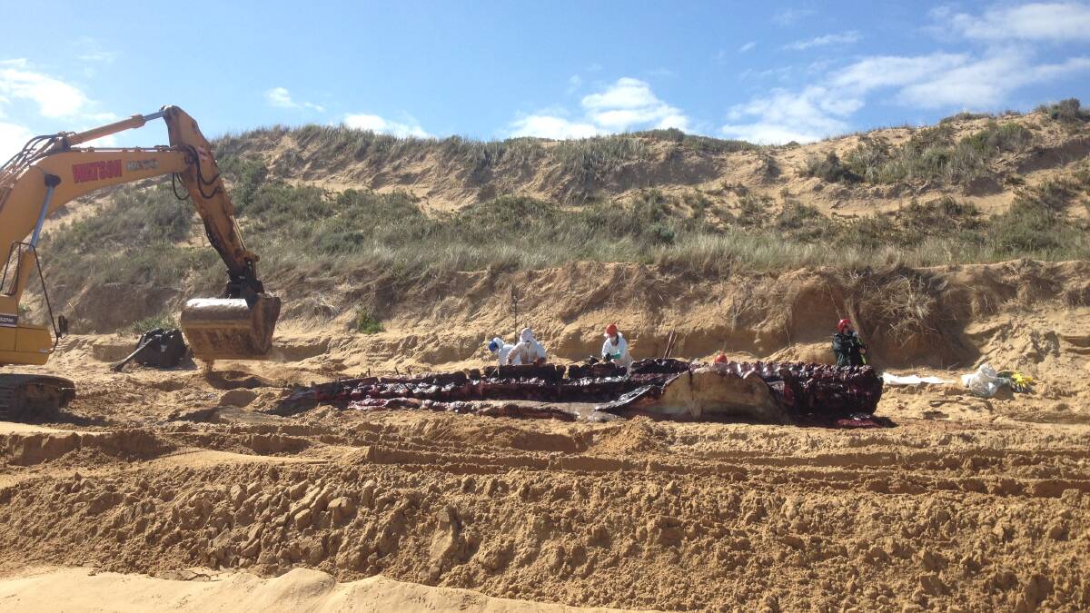 The fin whale is dissected at Levys Beach yesterday, its skeleton dismantled by Museum Victoria staff. Picture: DEPI