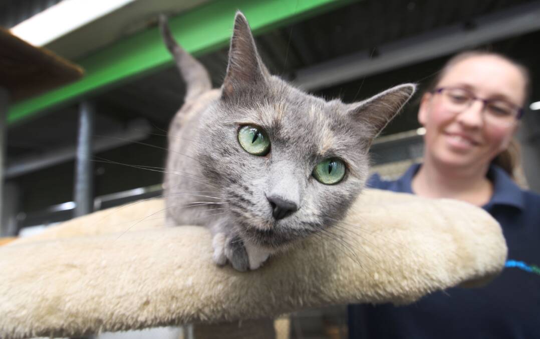 Pammy, a stray cat which has called the RSPCA shelter home for 100 days,  with acting shelter supervisor Janita McLeod.