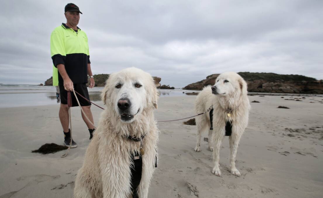 Maremma handler Phillip Root brings Tula and Eudi back from their summer stint protecting penguins on Middle Island.