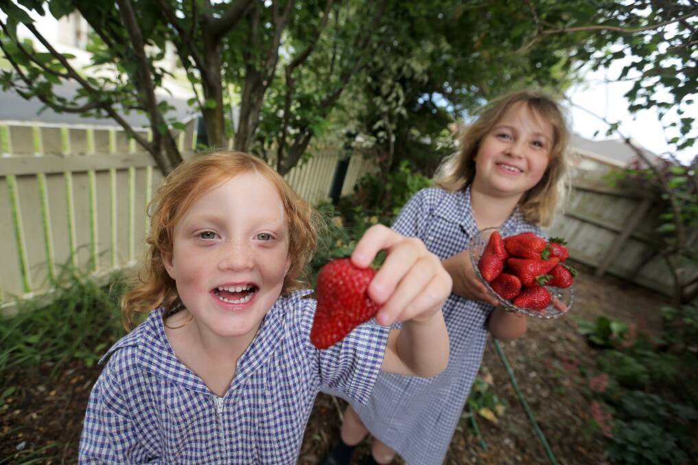 LEFT: Sisters Heidi, 6, and Jenna Winnen, 9, of Port Fairy, get started on some of the stock ahead of the Strawberry Festival in Port Fairy. 141126RG39 Picture: ROB GUNSTONE