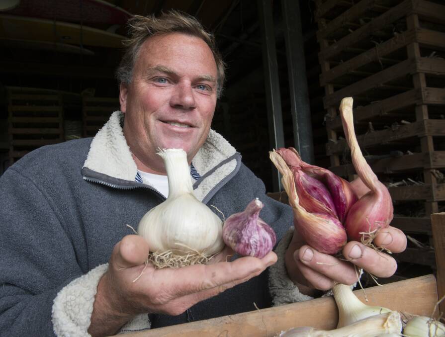 Port Campbell garlic grower Simon Illingworth compares a bulb of elephant garlic with a normal garlic bulb (left), and on the right a “walking onion” bulb.  150115SH05  Picture: STEVE HYNES